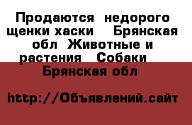 Продаются  недорого щенки хаски  - Брянская обл. Животные и растения » Собаки   . Брянская обл.